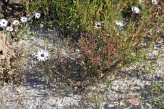 Hermannia heterophylla