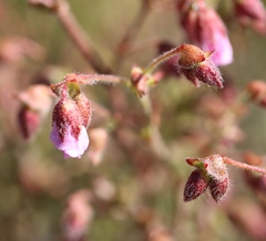 Hermannia heterophylla