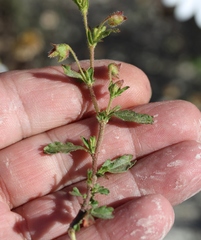 Hermannia heterophylla