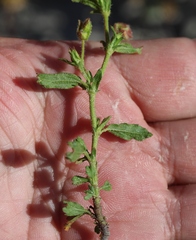 Hermannia heterophylla