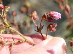 Hermannia heterophylla