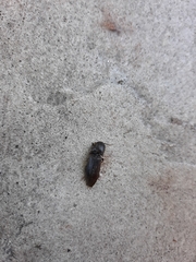 Diplostethus carolinensis