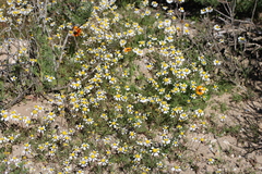 Pentziinae