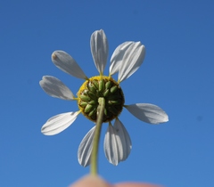 Pentziinae