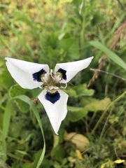 Moraea aristata