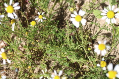 Pentziinae