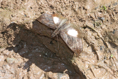 Theagenes albiplaga