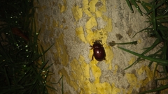 Ligyrus gibbosus