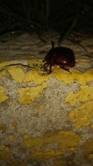 Ligyrus gibbosus