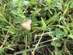 Diastictis