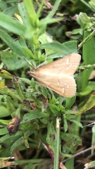 Diastictis