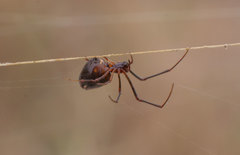 Argyrodes argyrodes