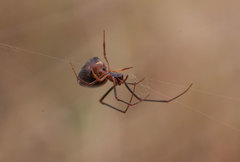 Argyrodes argyrodes