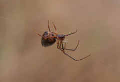 Argyrodes argyrodes
