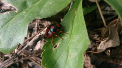 Doryphorina