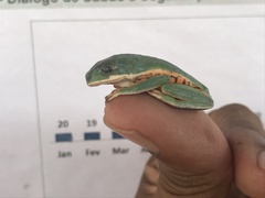 Pithecopus hypochondrialis