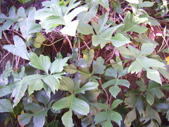 Philodendron squamiferum