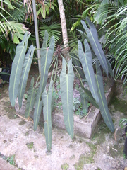 Philodendron spiritus-sancti