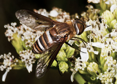 Exoprosopa brevirostris