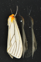 Spilosoma pelopea