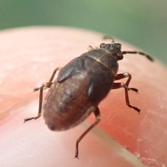Kleidocerys resedae