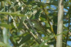 Phylloscopus trochiloides