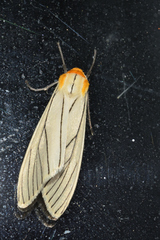 Spilosoma pelopea