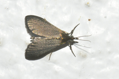 Pyrausta demantrialis