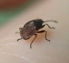 Kleidocerys resedae