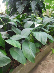 Spathiphyllum cannifolium