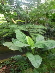Spathiphyllum cochlearispathum