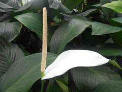 Spathiphyllum cannifolium