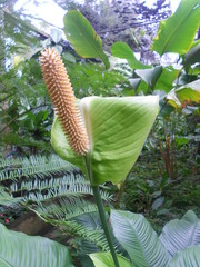 Spathiphyllum cochlearispathum