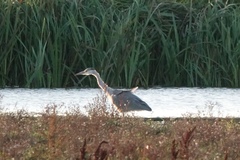 Ardea cinerea