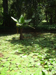 Typhonodorum lindleyanum