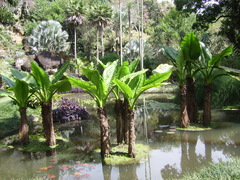 Typhonodorum lindleyanum