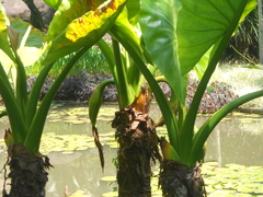 Typhonodorum lindleyanum