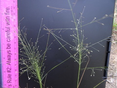 Eragrostis capillaris