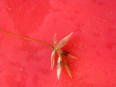 Eragrostis capillaris