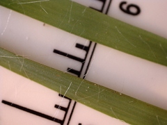 Eragrostis capillaris