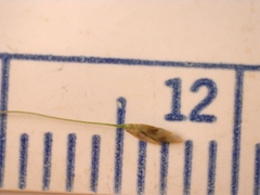 Eragrostis capillaris