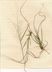 Eragrostis capillaris
