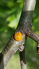 Harmonia axyridis