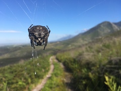 Caerostris corticosa