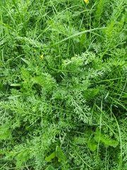 Achillea millefolium