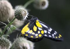Delias belladonna