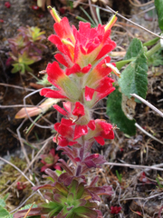 Castilleja affinis