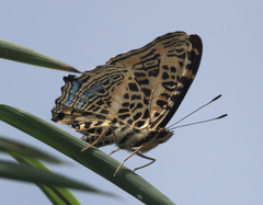 Symbrenthia niphanda