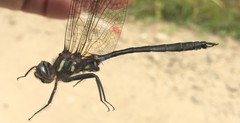 Somatochlora elongata