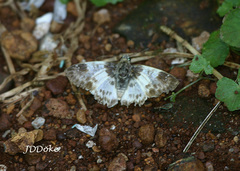 Polyctor polyctor polyctor